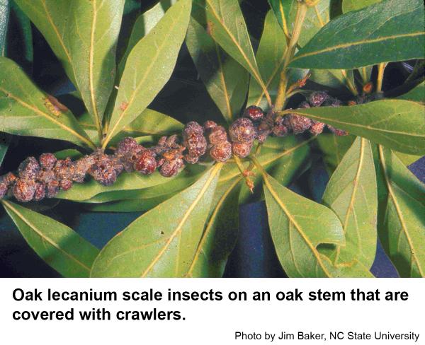 Oak lecanium scales